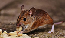 24 Hour & Emergency Exterminators in Peachland, NC